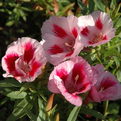 Isosilkkikukka 'Rembrandt'