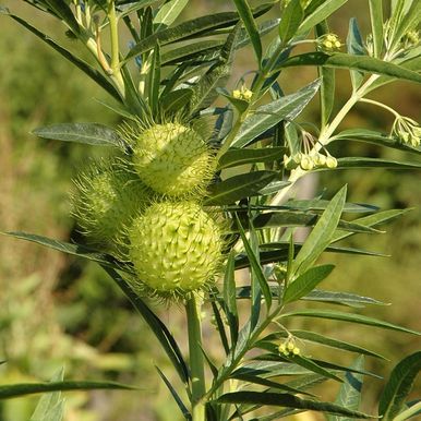 Isopiikkirakko 'Hairy Balls'