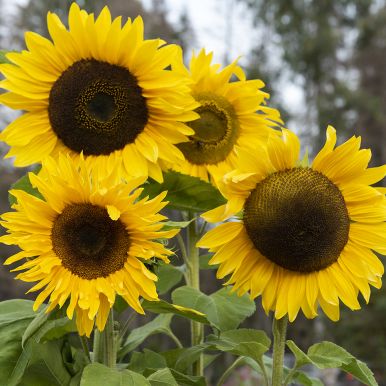 Isoauringonkukka 'Giganteus'