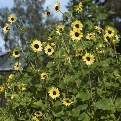 Ranta-auringonkukka 'Soluna Lemon'