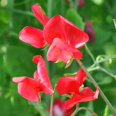 Tuoksuherne 'Queen Alexandria'