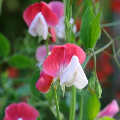 Tuoksuherne 'Old Spice Painted Lady'