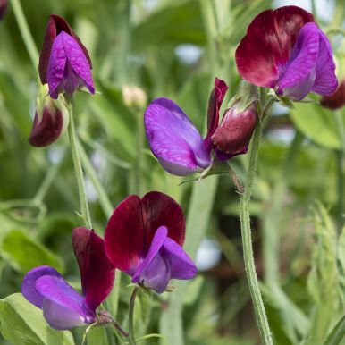 Tuoksuherne 'Matucana'