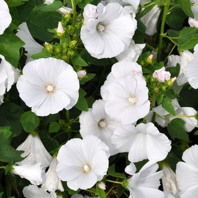 Kesämalvikki 'Mont Blanc'