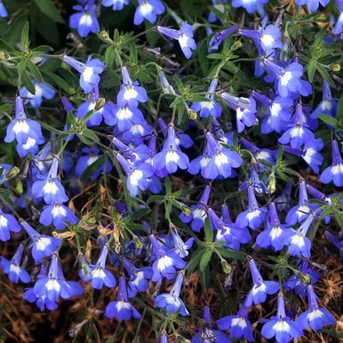 Lobelia 'Mrs. Clibran'