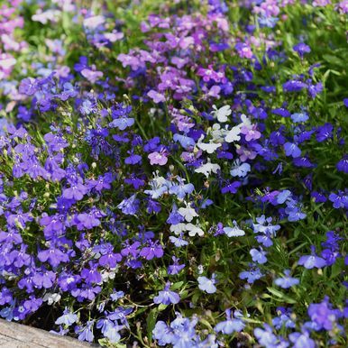 Lobelia 'Mix Palace'