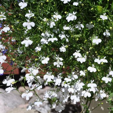 Riippalobelia 'Cascade White'