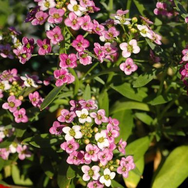 Tuoksupielus 'Rosie O'Day'