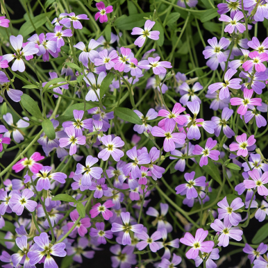 Malkolmia 'Spring Sparkle'