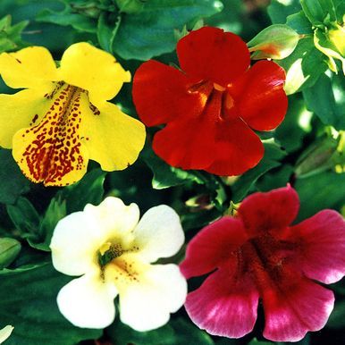 Tarha-apinankukka F2 'Twinkle'