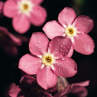 Puistolemmikki 'Rosylva'