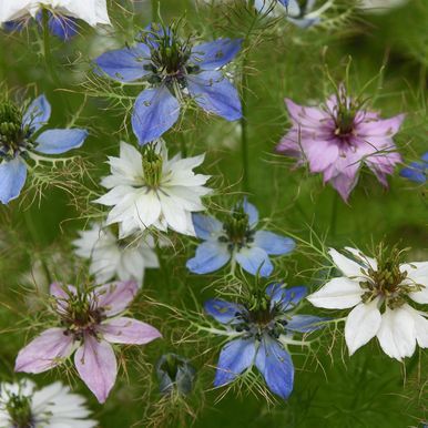 Tarhaneito 'Persian Jewels'