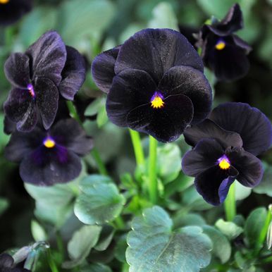 Sarviorvokki F1 'Sorbet Black Delight'