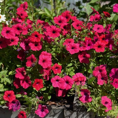 Tarhapetunia F1 'Tidal Wave Cherry'