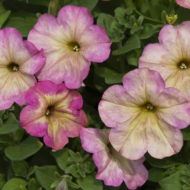 Petunia F1 'Debonair Dusty Rose'