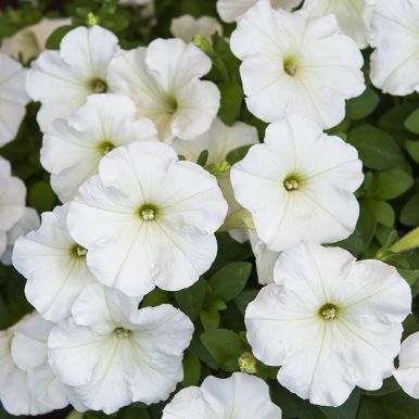 Petunia F1 'Trilogy Lime'