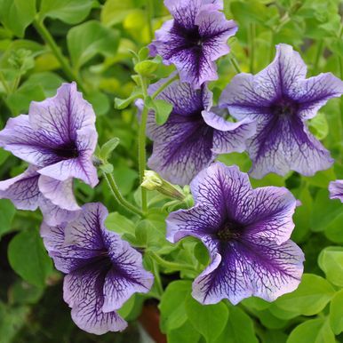 Petunia F1 'Daddy Blue'