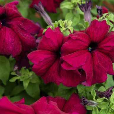 Tarhapetunia F1 'Supercascade Burgundy'