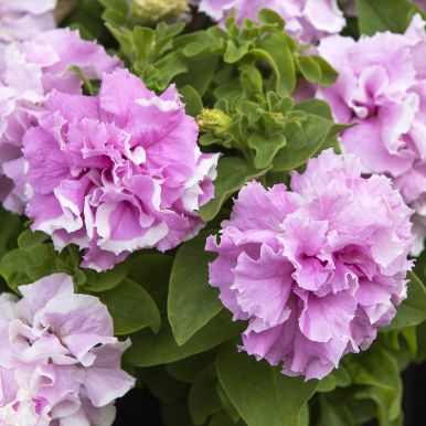 Petunia F1 'Double Cascade Orchid Mist'