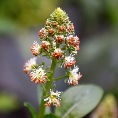 Tuoksureseda 'Ameliorata'