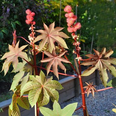 Risiini 'Carmencita Bright Red'