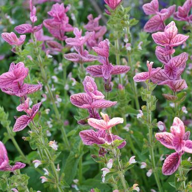 Kirjosalvia 'Pink Sundae'