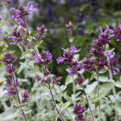 Kanariansalvia 'Lancelot'