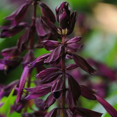 Tulisalvia 'Lighthouse Purple'