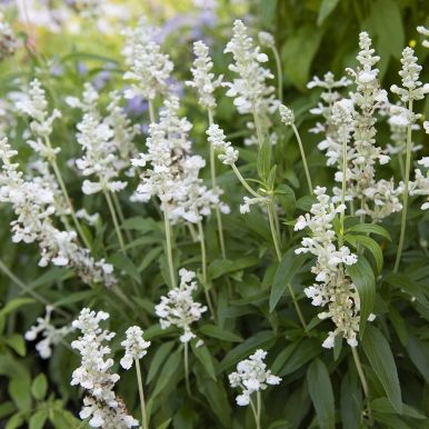 Härmesalvia 'Cirrus'