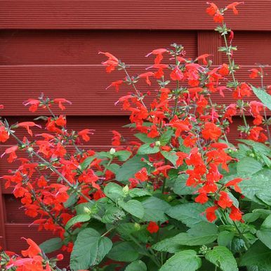 Punasalvia 'Summer Jewel Red'