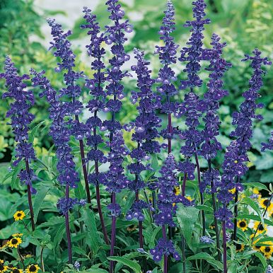 Härmesalvia 'Blue Bedder'