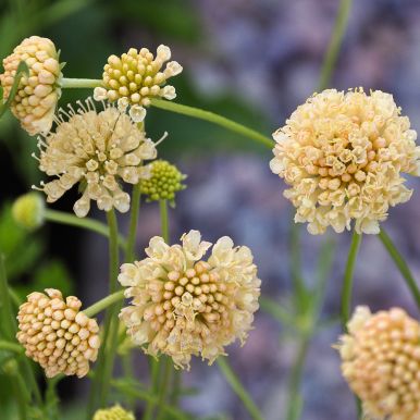 Koreatörmäkukka 'Fata Morgana'