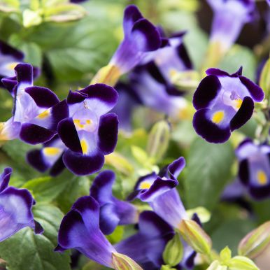 Torenia F1 'Little Kiss Blue'