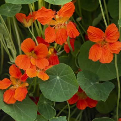 Pensasköynnöskrassi 'Whirlybird Tangerine'