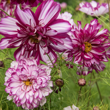 Punakosmoskukka 'Double Click Bicolour Violet'