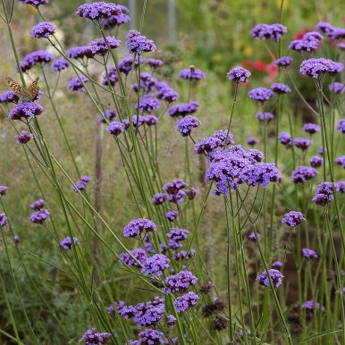 Jättiverbena 'Vanity'