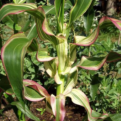 Koristemaissi 'Striped-Leafed'