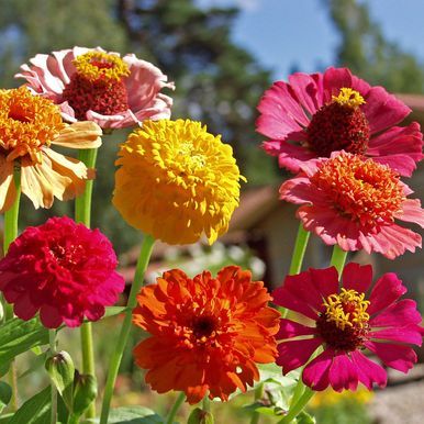 Isotsinnia 'Old Scabiosa'