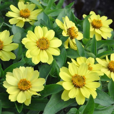 Loistotsinnia 'Zahara Yellow'