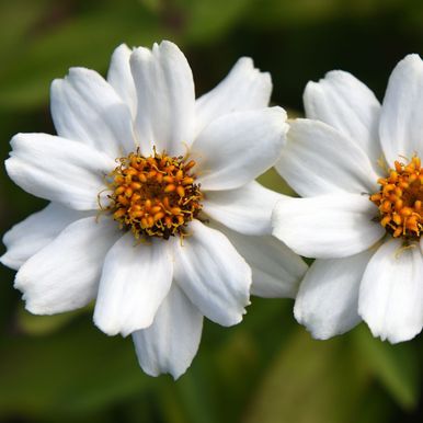 Loistotsinnia 'Zahara White'