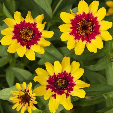 Loistotsinnia 'Profusion Red Yellow Bicolor'