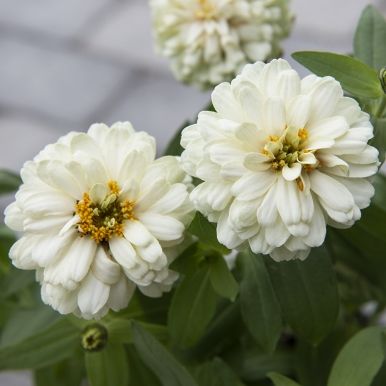 Loistotsinnia 'Zahara Double White'