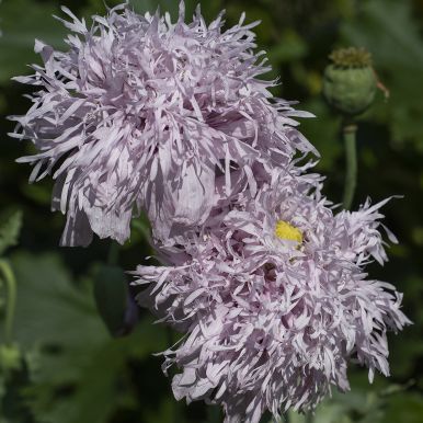 Oopiumunikko 'Lilac Pompom'