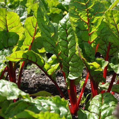 Lehtimangoldi 'Rhubarb Chard'