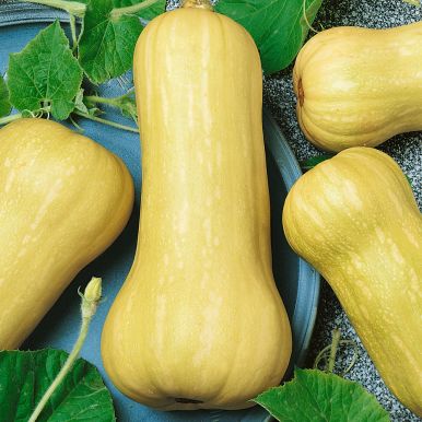 Myskikurpitsa 'Waltham Butternut'