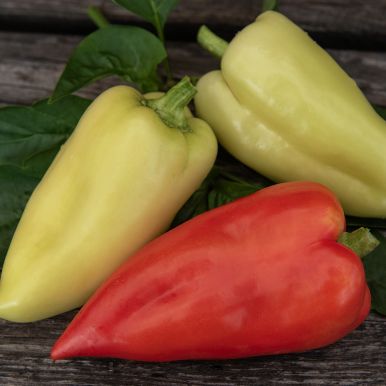 Paprika 'Ferenc Tender'