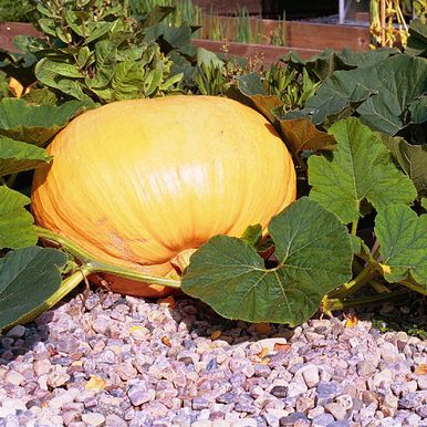 Jättikurpitsa 'Atlantic Giant'