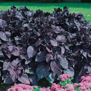 Veripeippi 'Röd Shiso'