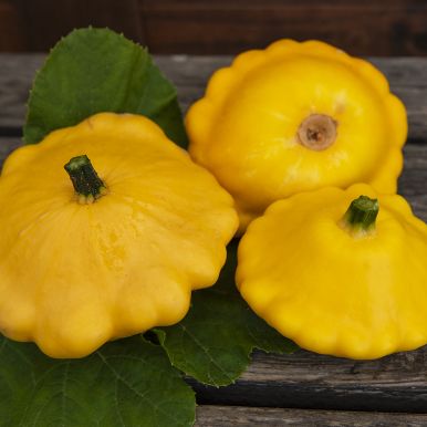 Kesäkurpitsa 'Pâtisson Jaune'