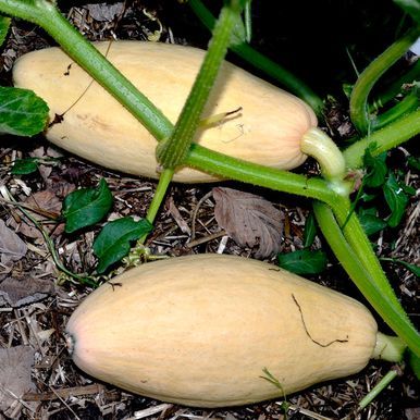 Jättikurpitsa 'Pink Banana Jumbo'